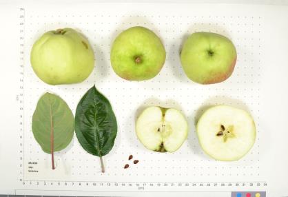 FRUIT
